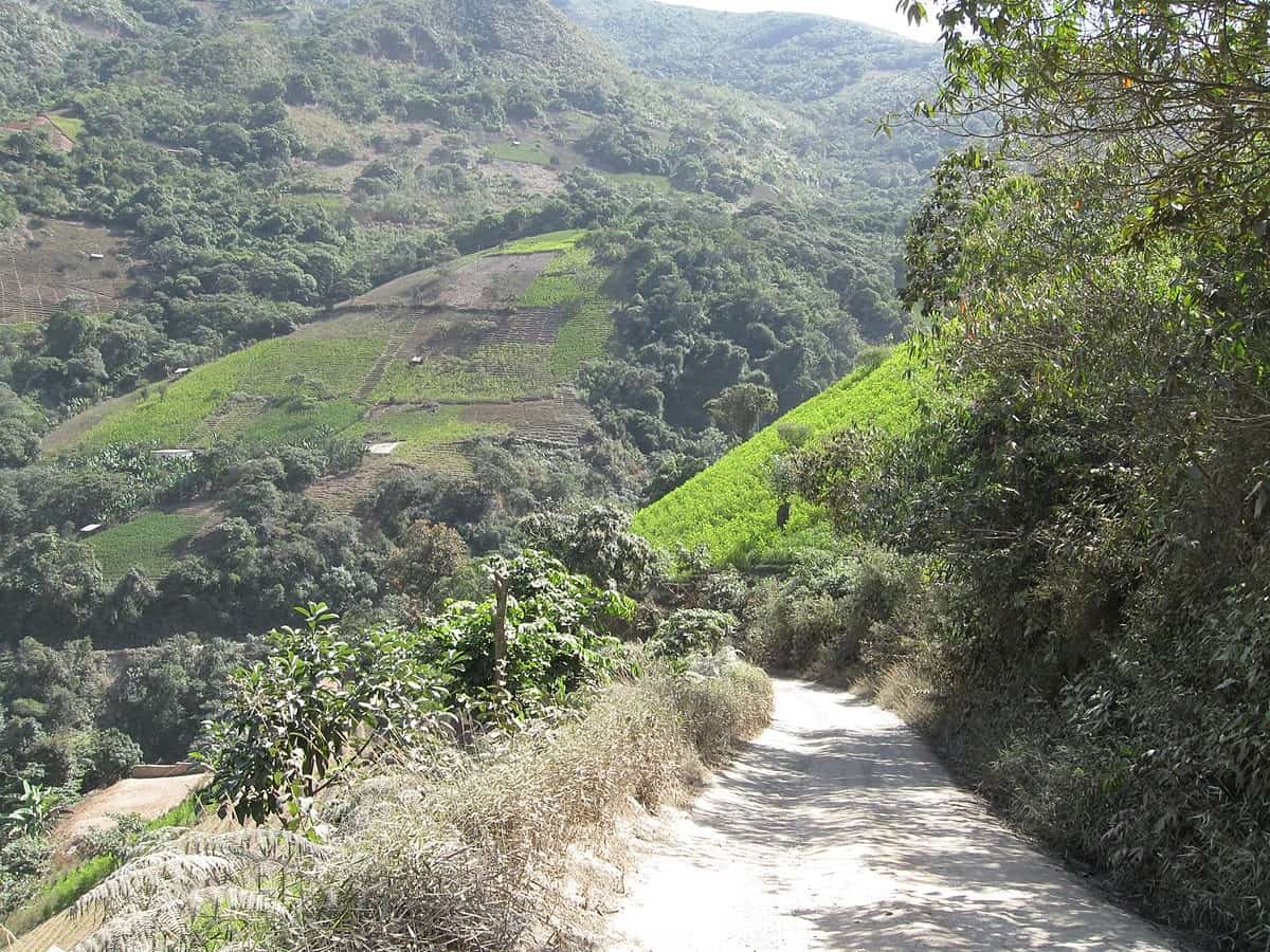 Coca fields in the highlands in Yungas, Bolivia | Wikimedia Commons