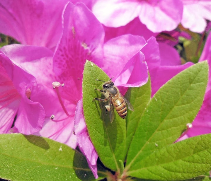Honey Bee (Apis cerana) on a Rhododendron leaf in Hong Kong (2013) Earth100 | Wikimedia Commons