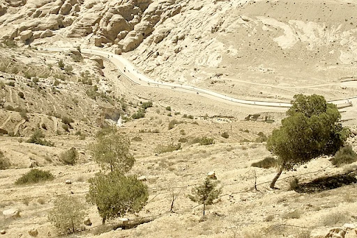 A long and narrow sandstone road in the middle of two hills in Wadi Musa. On one hill, there are five trees all ranging from different sizes and lengths. The road is located in a town in the Ma'an Governorate in southern Jordan.