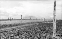 Wooden poles set in France in 1944 to cause damage to military gliders and to kill or injure glider infantry. Schneiders, Toni