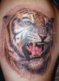 Tiger tattoo. ERMAN KAYAALP