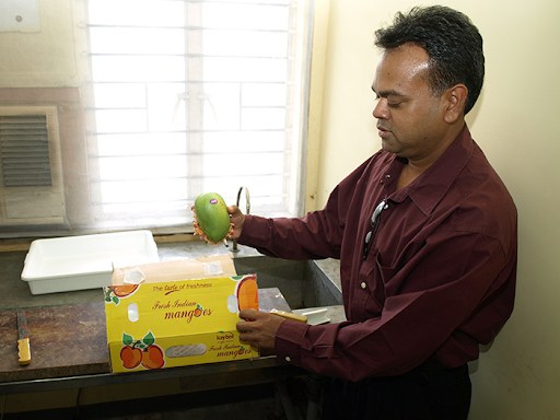 Prem Balkaran, an inspector with the USDA’s Animal and Plant Health Inspection Service, examines mangoes being packaged for shipment to the United States. An irradiation seal certifies that irradiation has sterilized any insects that might have infested the mangoes inside this box, making the fruit safe for export to the United States.
Courtesy of Allan Mustard